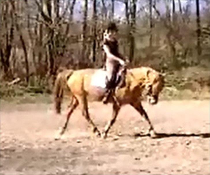 Anden særlig race Bonfire ( tidl. halvpart) - 25/3 - 12 billede 1