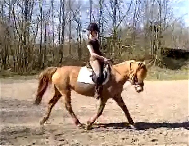 Anden særlig race Bonfire ( tidl. halvpart) - 25/3 - 12 billede 16