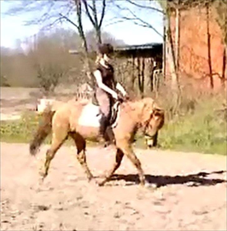 Anden særlig race Bonfire ( tidl. halvpart) - Smukke :) 
25/3 - 12 billede 17