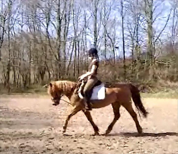 Anden særlig race Bonfire ( tidl. halvpart) - 25/3 - 12 billede 18