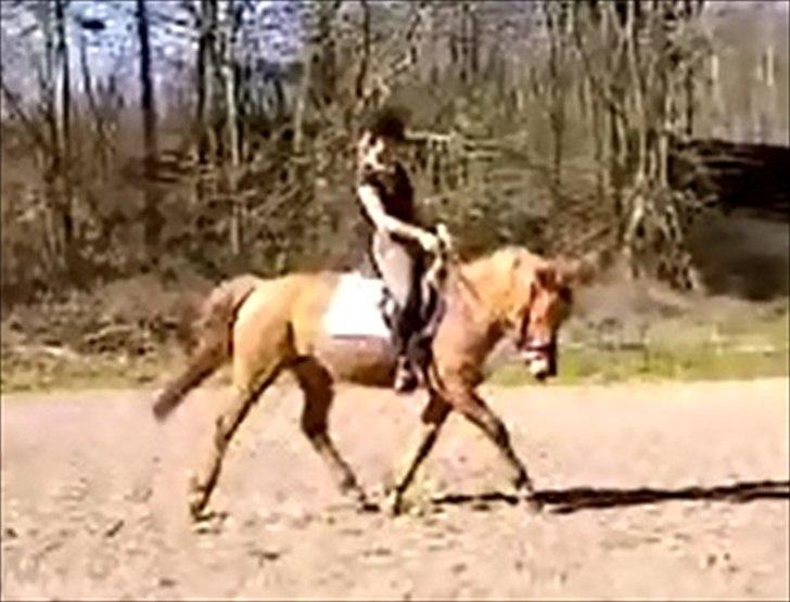 Anden særlig race Bonfire ( tidl. halvpart) - 25/3 - 12 billede 19