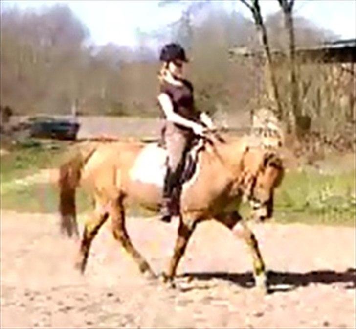 Anden særlig race Bonfire ( tidl. halvpart) - 25/3 - 12 billede 20