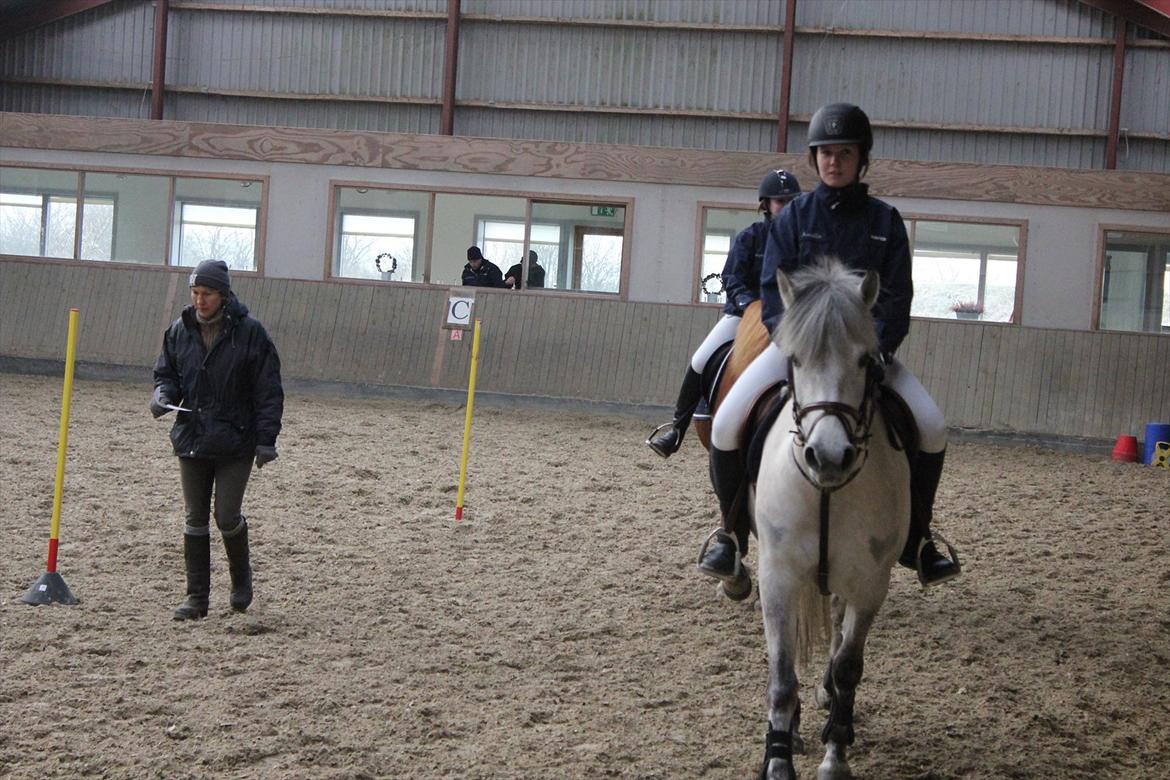 Anden særlig race Bounty billede 8