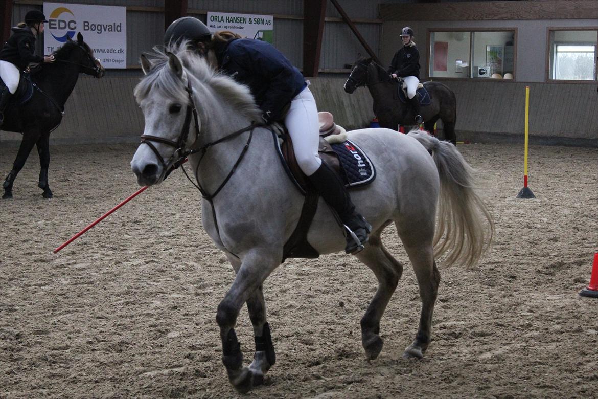 Anden særlig race Bounty billede 20