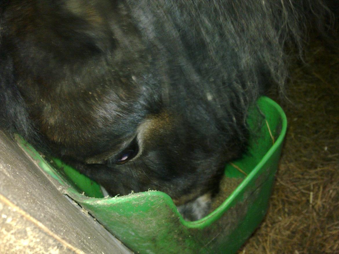 Welsh Mountain (sec A) // My Star // Josefine..!<3 - Det godt med lidt mad ;P

Foto: Miig billede 13