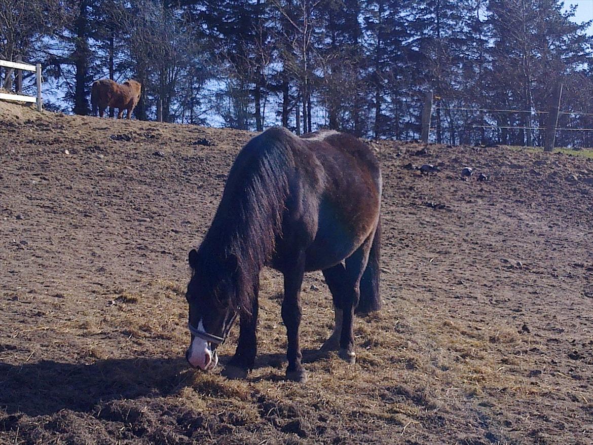 Welsh Mountain (sec A) // My Star // Josefine..!<3 - Amenam..!

Foto: Miig billede 14