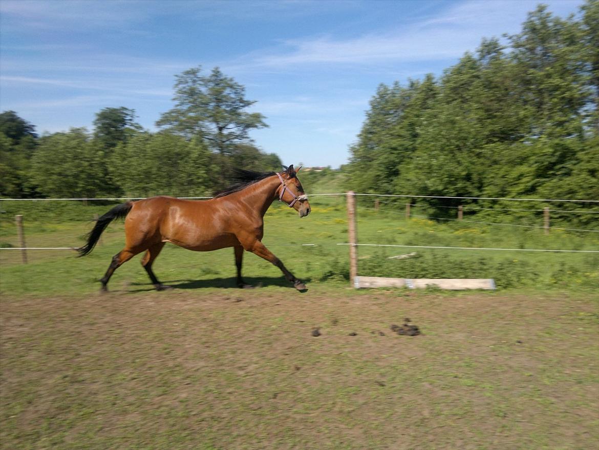 Dansk Varmblod Star billede 4