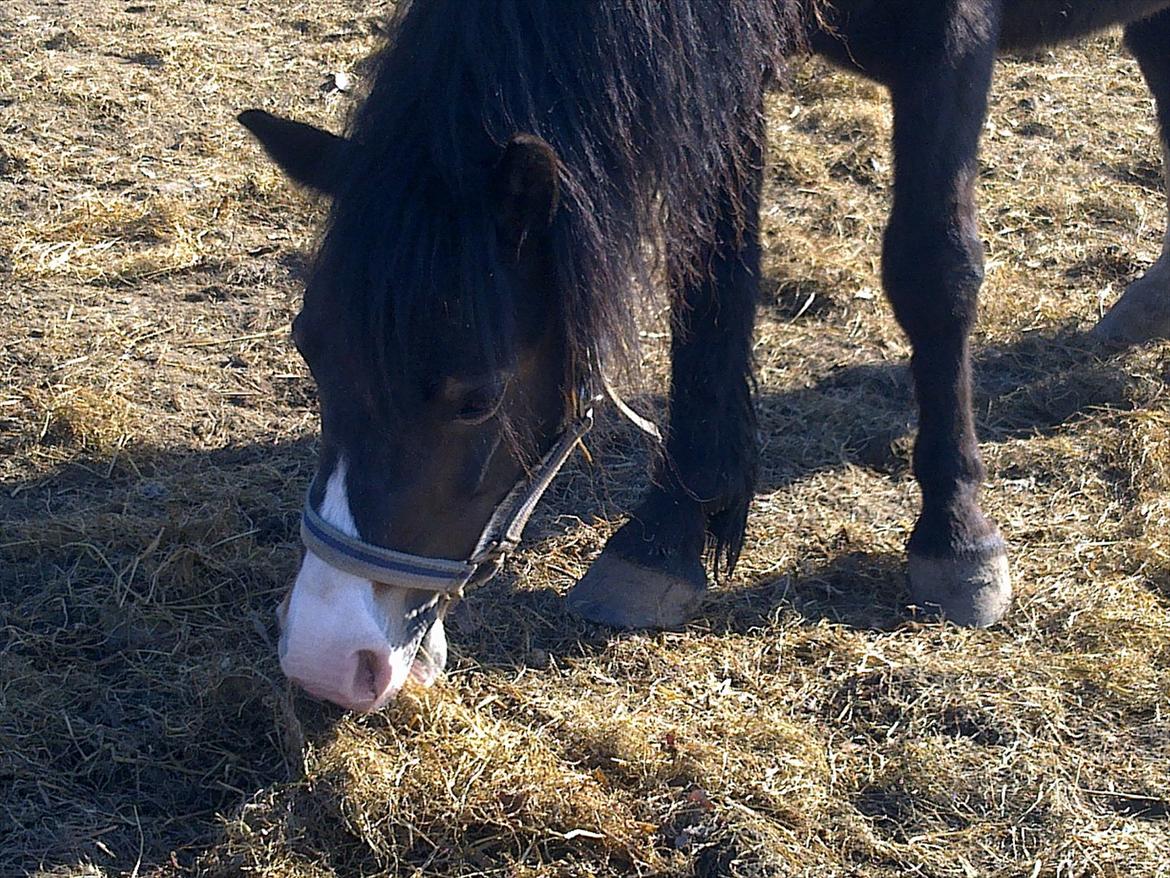 Welsh Mountain (sec A) // My Star // Josefine..!<3 - ;O:I:P:)..*-*

Foto:Miig billede 16