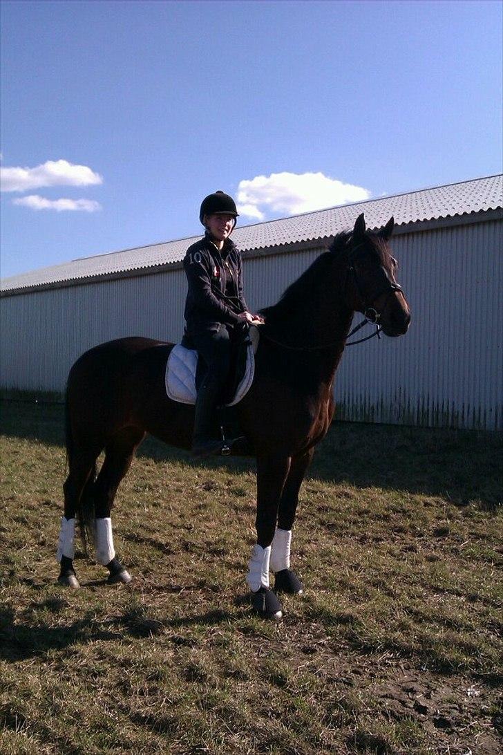 Dansk Varmblod Nitouche af sulsted - Marts 2012 billede 13