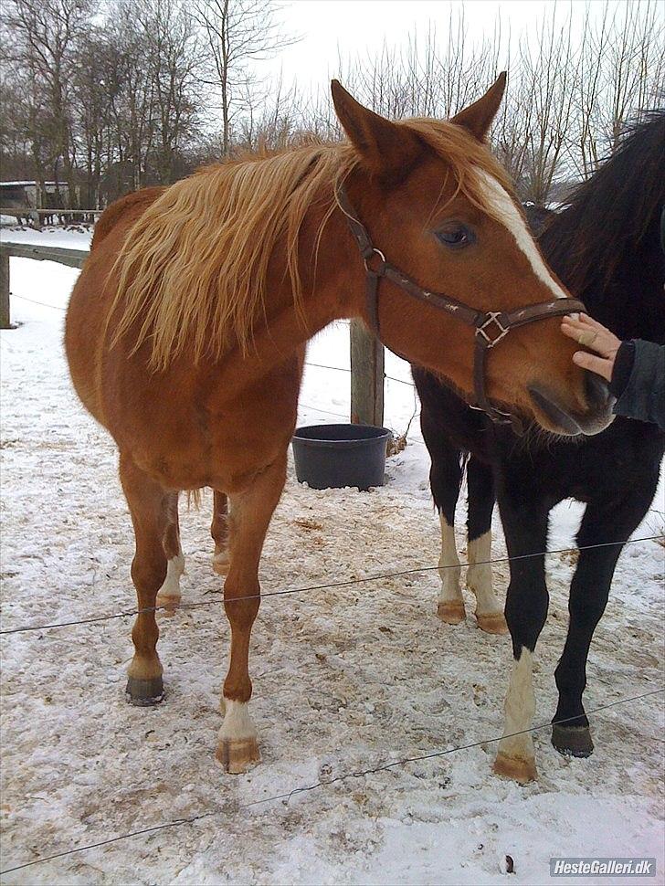 Sportsaraber (A) Selina - Første gang jeg så hende...<3 billede 7