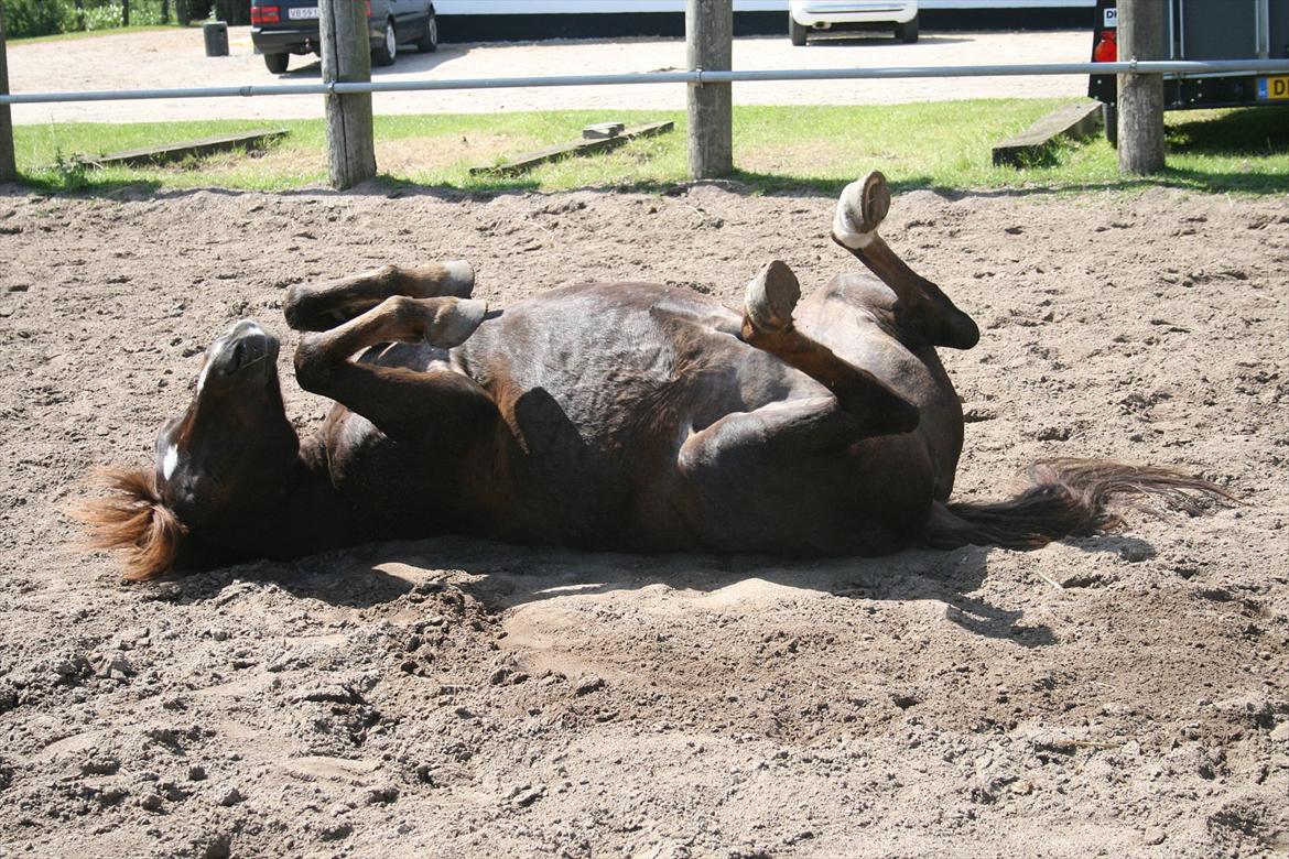 Anden særlig race Picasso billede 19