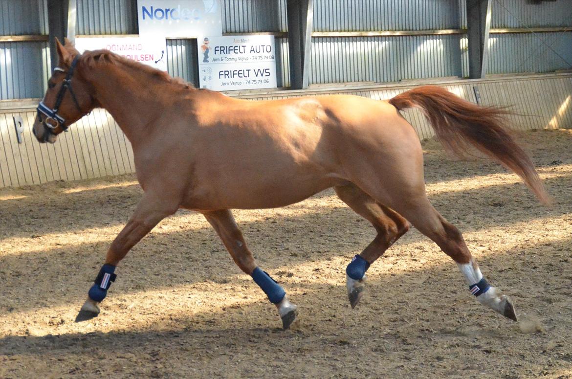 Hannoveraner Junker billede 12