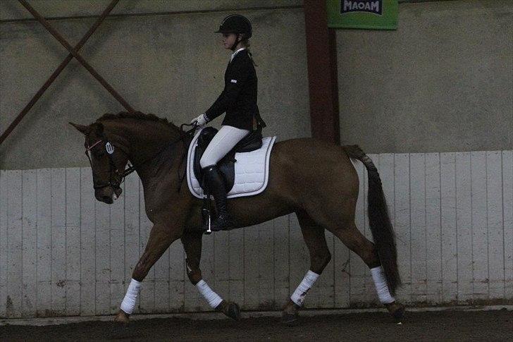 Irsk Sportspony Rivertown's Rose billede 17