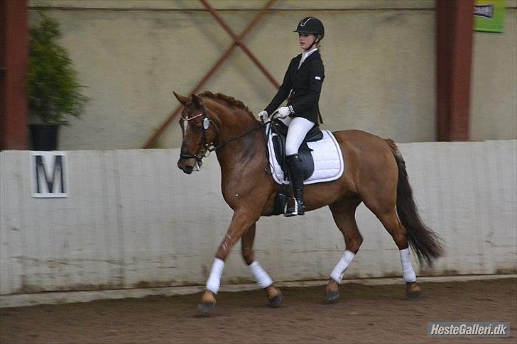 Irsk Sportspony Rivertown's Rose billede 18