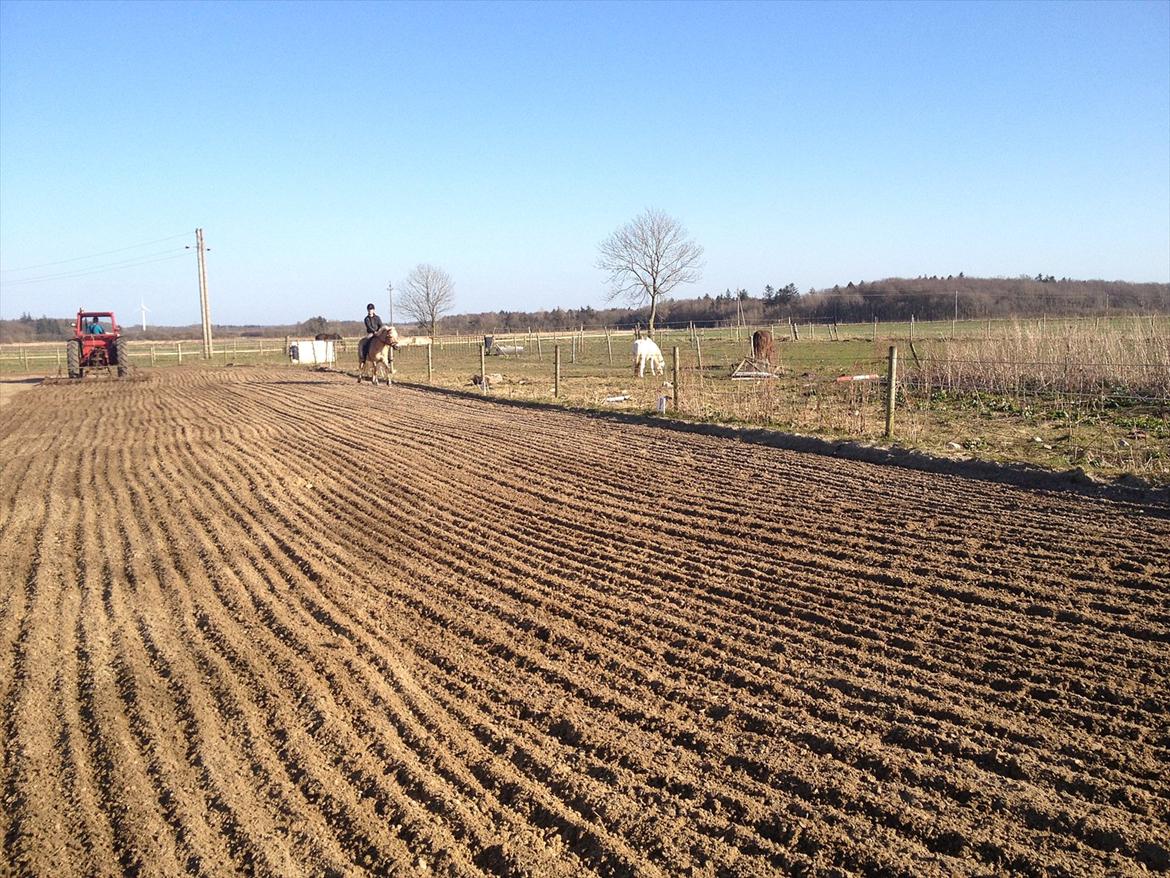 Tyroler Haflinger ( mille af vennemose) !!! Solgt billede 15