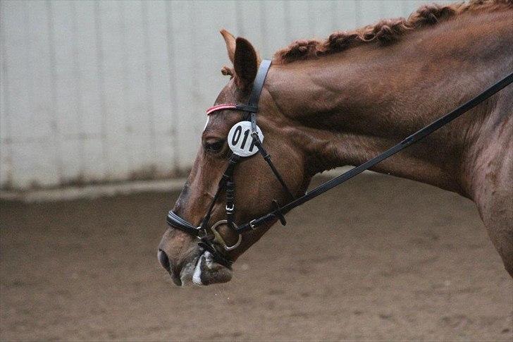 Irsk Sportspony Rivertown's Rose billede 19