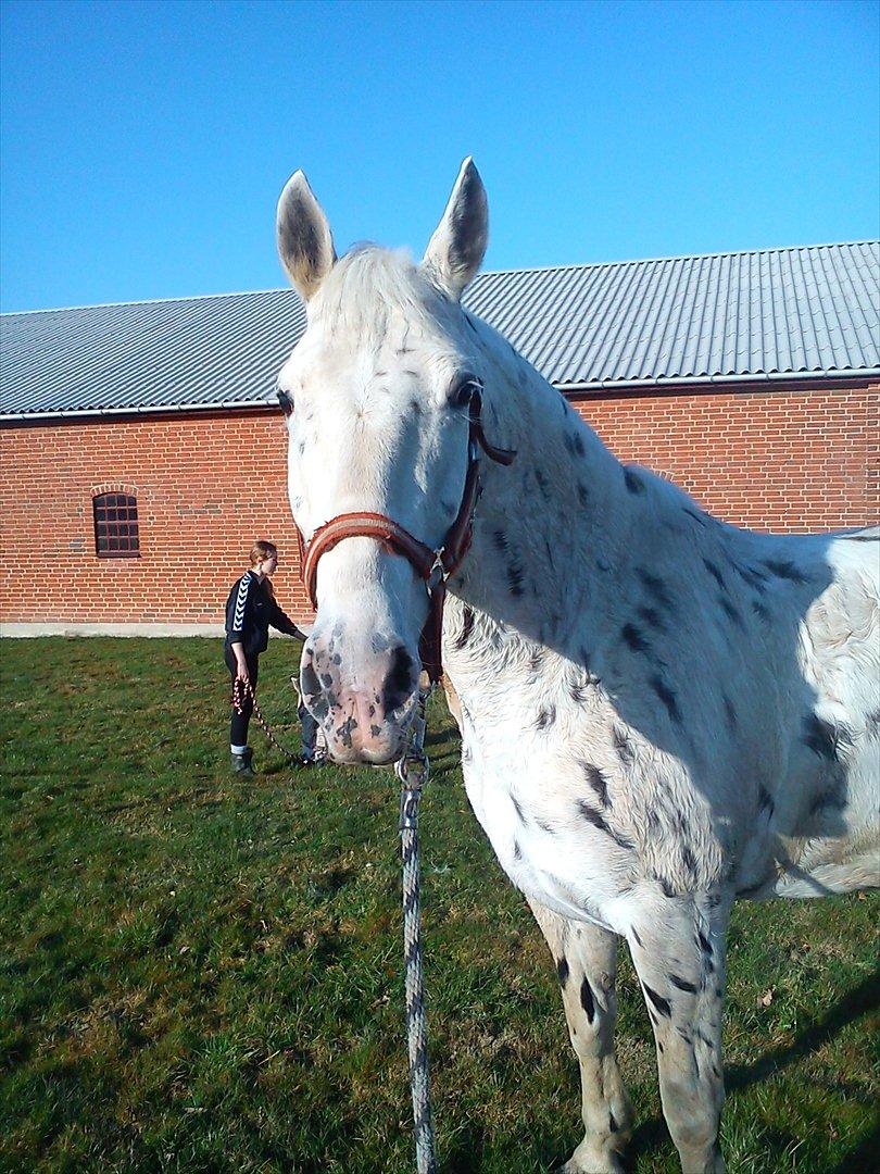 Knabstrupper Friis' Mira billede 12