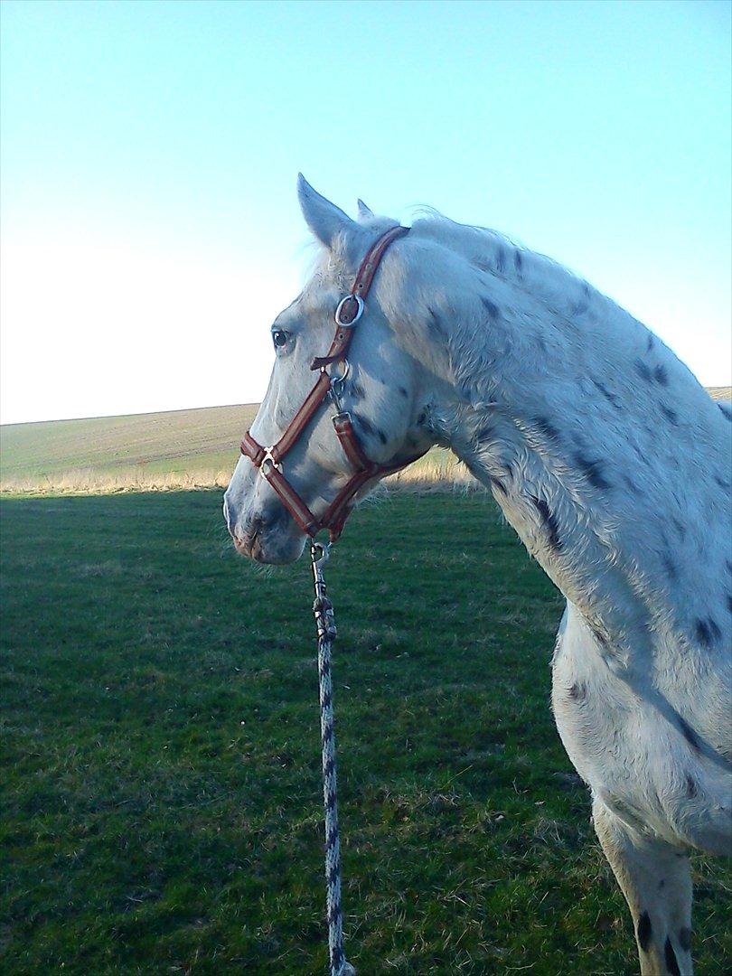 Knabstrupper Friis' Mira billede 13