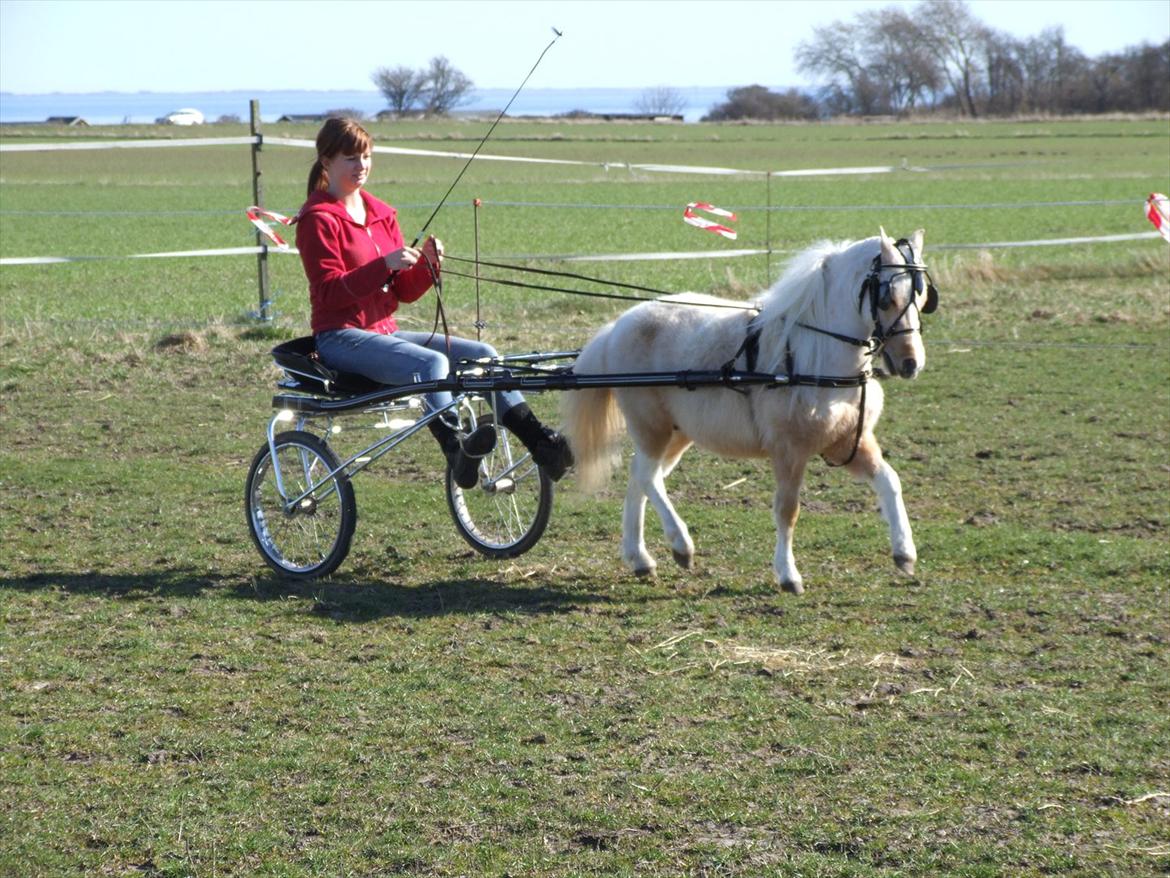 Amerikansk Miniature ***Entertainer*** - Mælkebøtte er ved at blive tilkørt. 25. marts 2012 billede 14