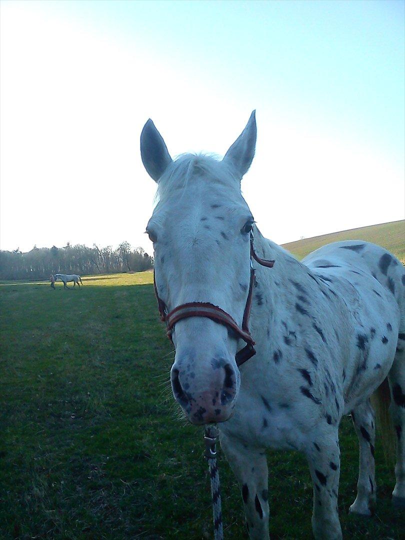 Knabstrupper Friis' Mira billede 14