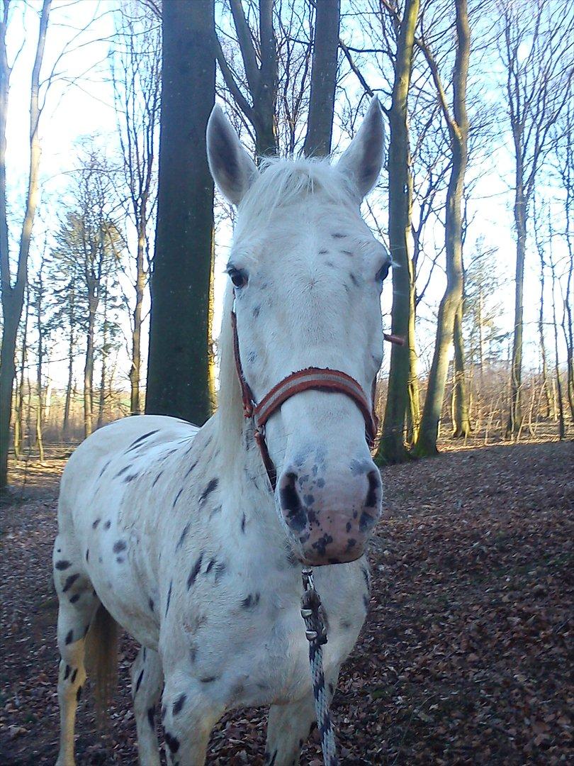 Knabstrupper Friis' Mira billede 15