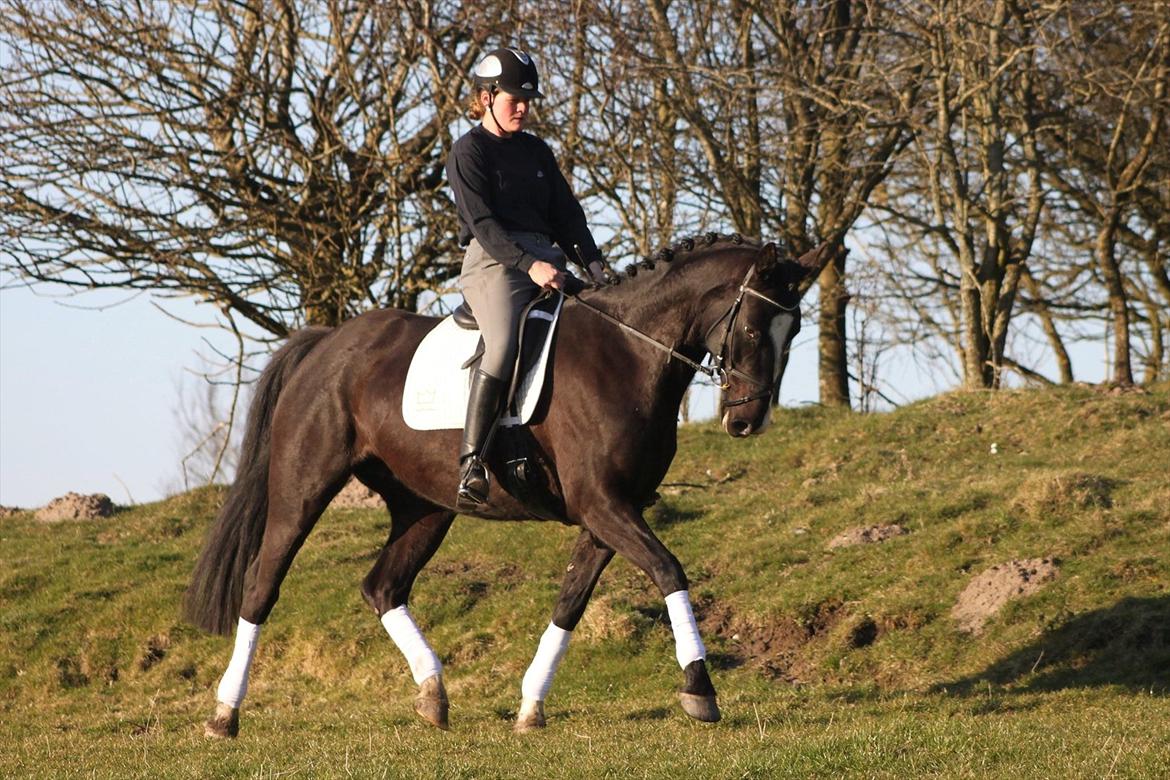 Dansk Varmblod Lavenya billede 19