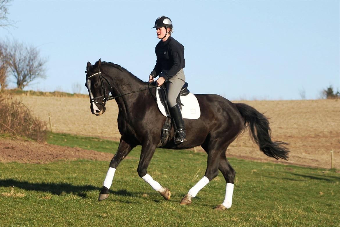 Dansk Varmblod Lavenya billede 20