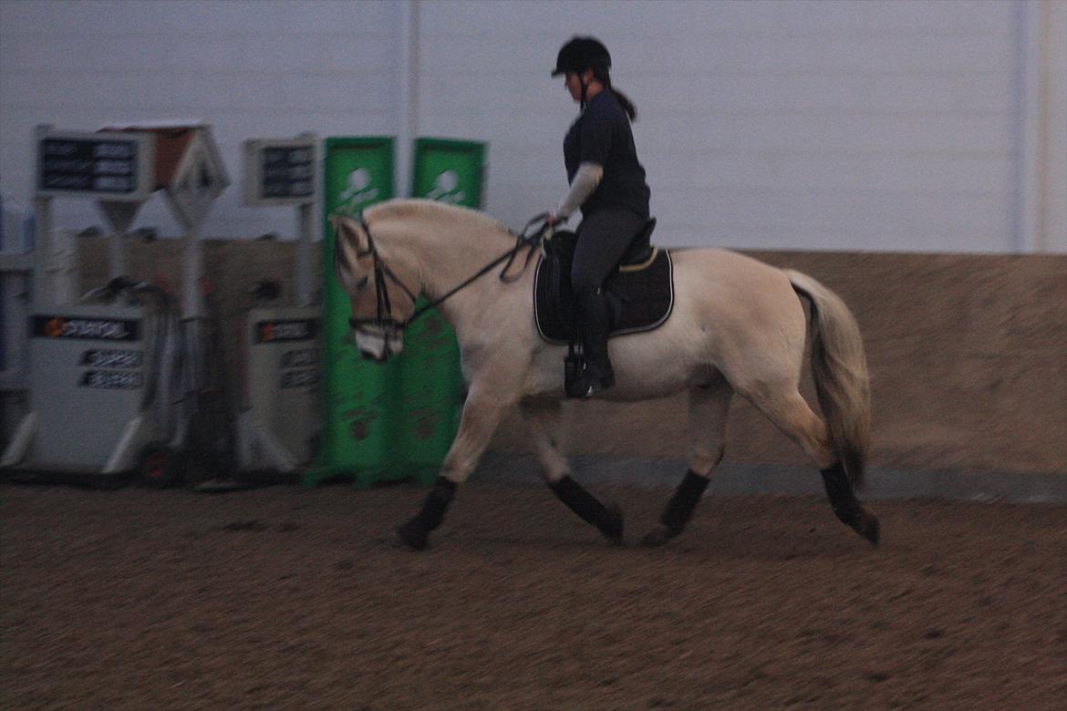 Fjordhest Højgaards Hjalte - Træning februar '12 billede 7