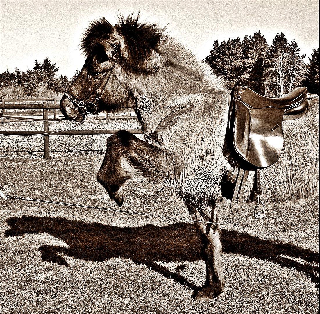 Islænder Hraunbúa fra Skarholt billede 12