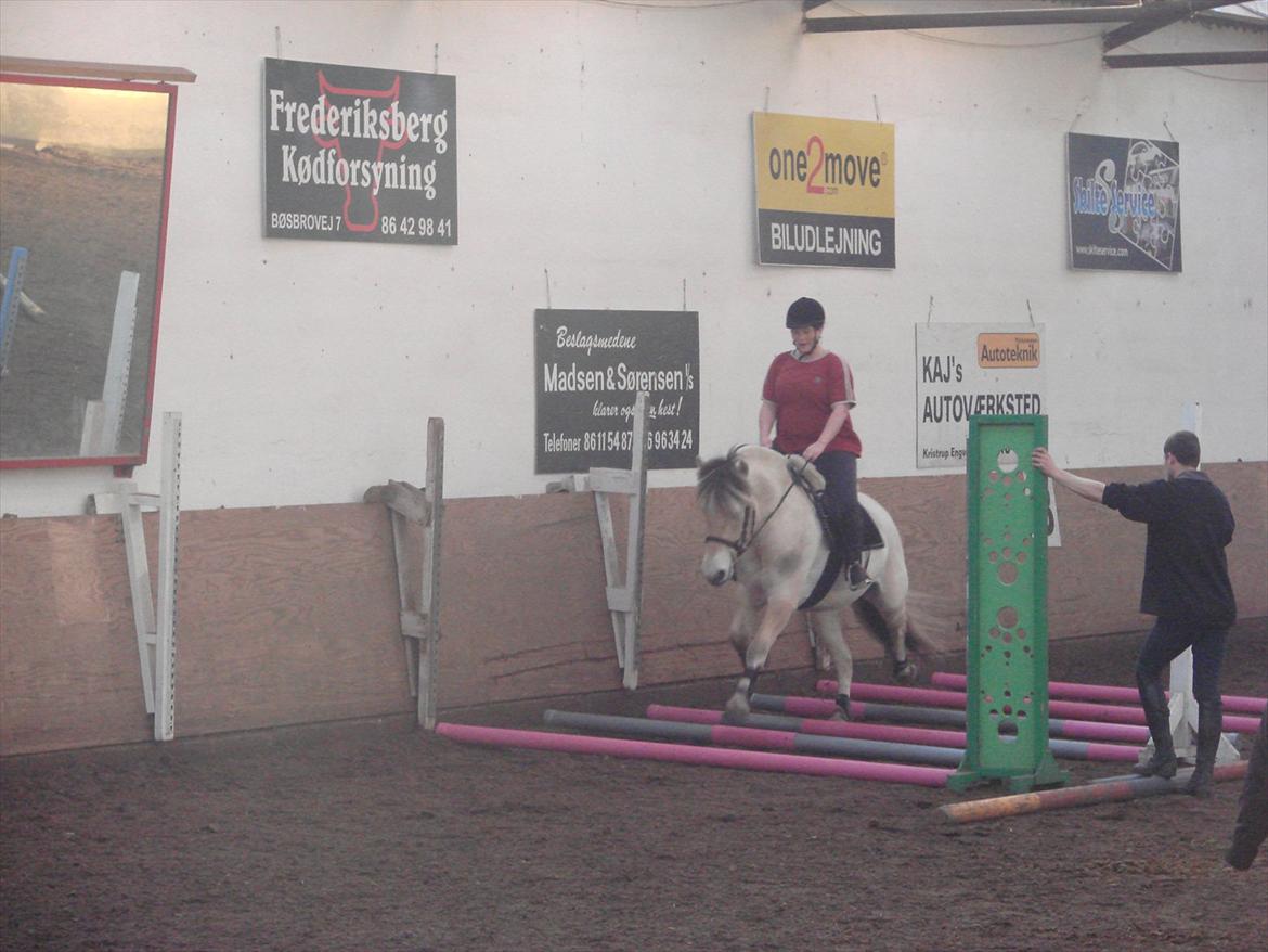 Fjordhest Højgaards Hjalte - Flyvende over travbomme - 1. springtræning marts '12 billede 11