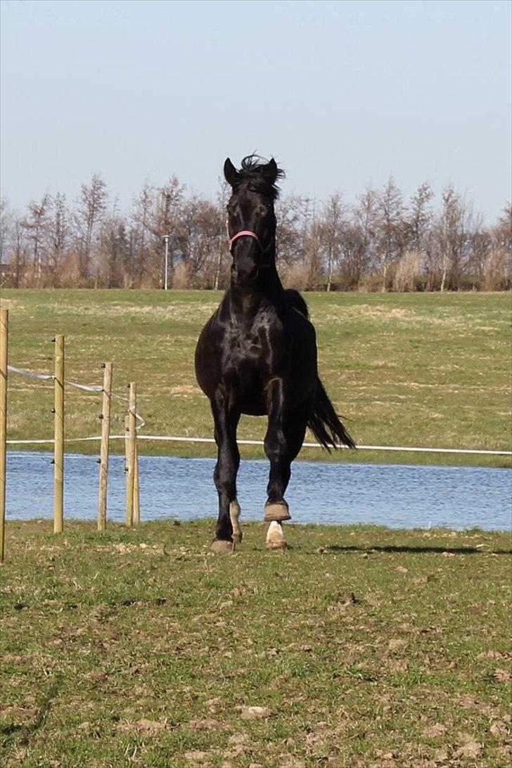 Dansk Varmblod Kastlund Diango (Solgt) - diango på folden 22 marts billede 7