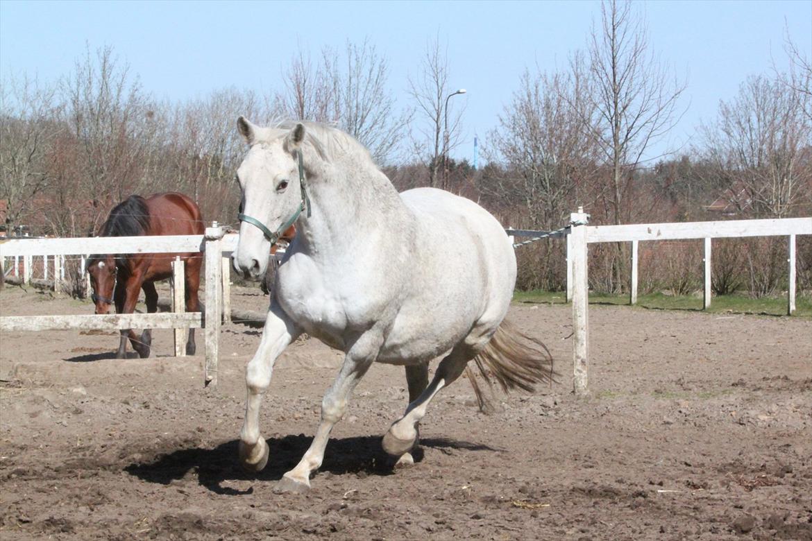 Dansk Varmblod Ginnerup Lo-Ann *RDH 5141* billede 11