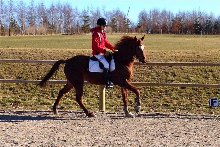 Hollandsk Sportspony Simone - Ridning på banen billede 4