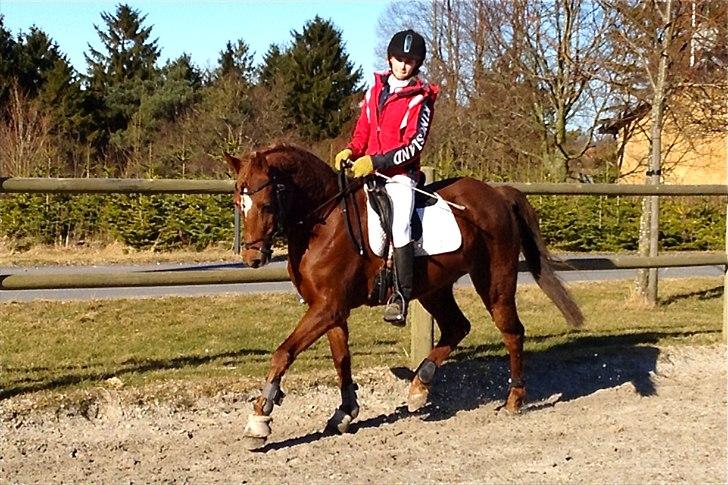 Hollandsk Sportspony Simone - Velkommen til simones profil billede 2