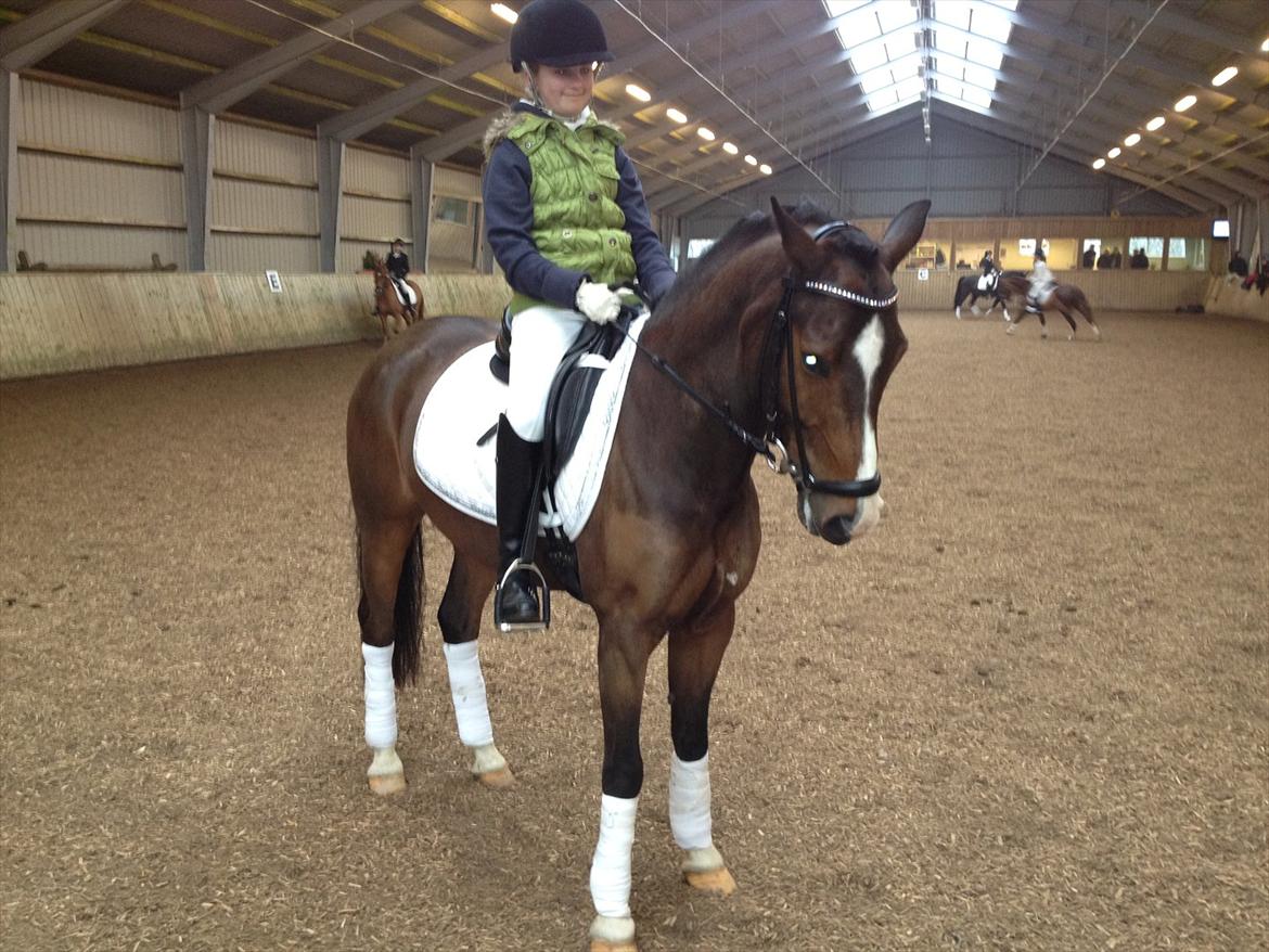 New Forest Orchid´s Jester 2 billede 8