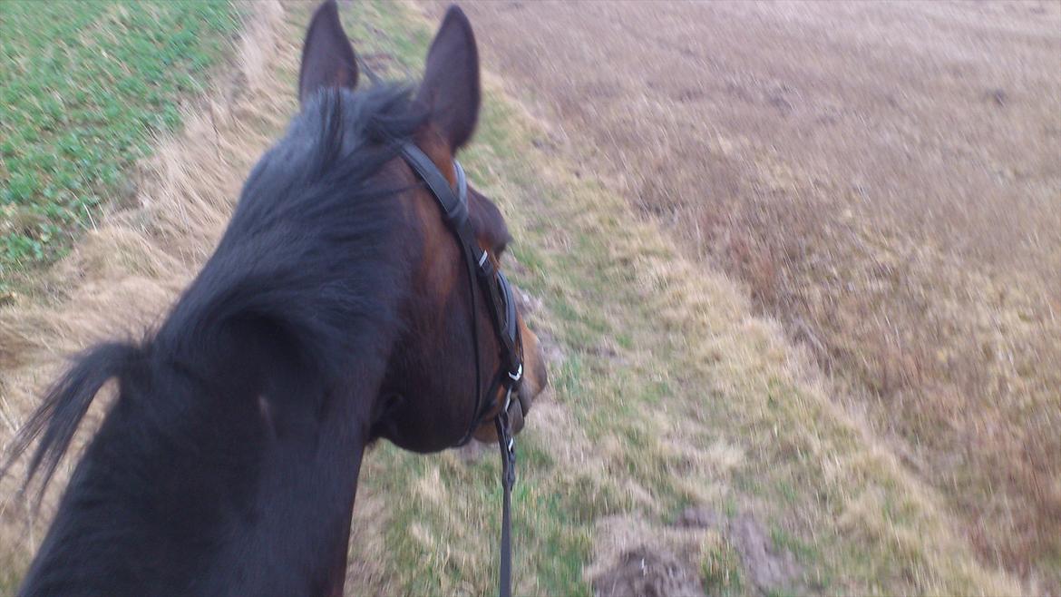 Oldenborg Urnette Af Ålborgdal - Igen på skovtur, det er bare så skønt synes hun! :)  billede 6