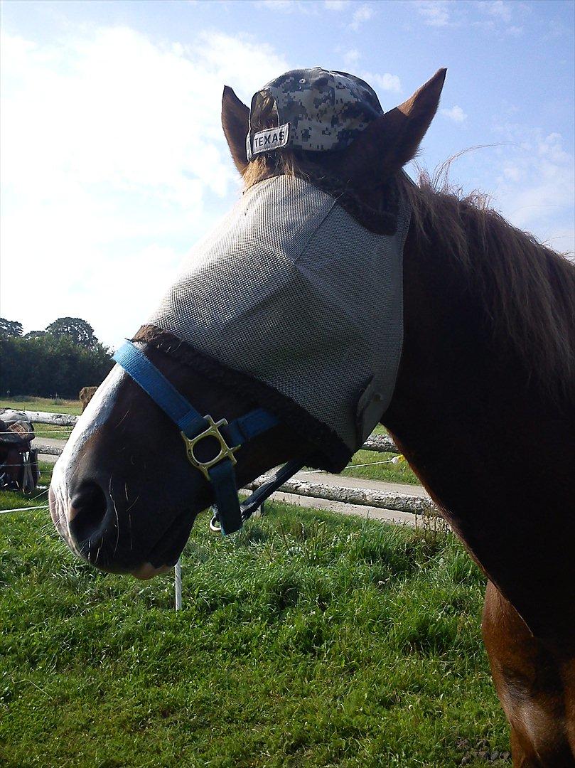 Appaloosa SSF Mr. Snip N Go billede 18