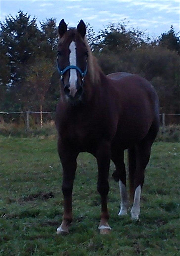 Appaloosa SSF Mr. Snip N Go billede 19