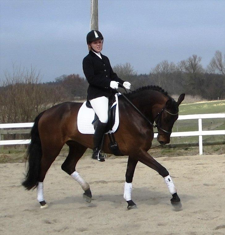 Dansk Varmblod Armanea Slot - Første stævne. LA1 til 63,1 %. Meget dygtig dulle :-) billede 2