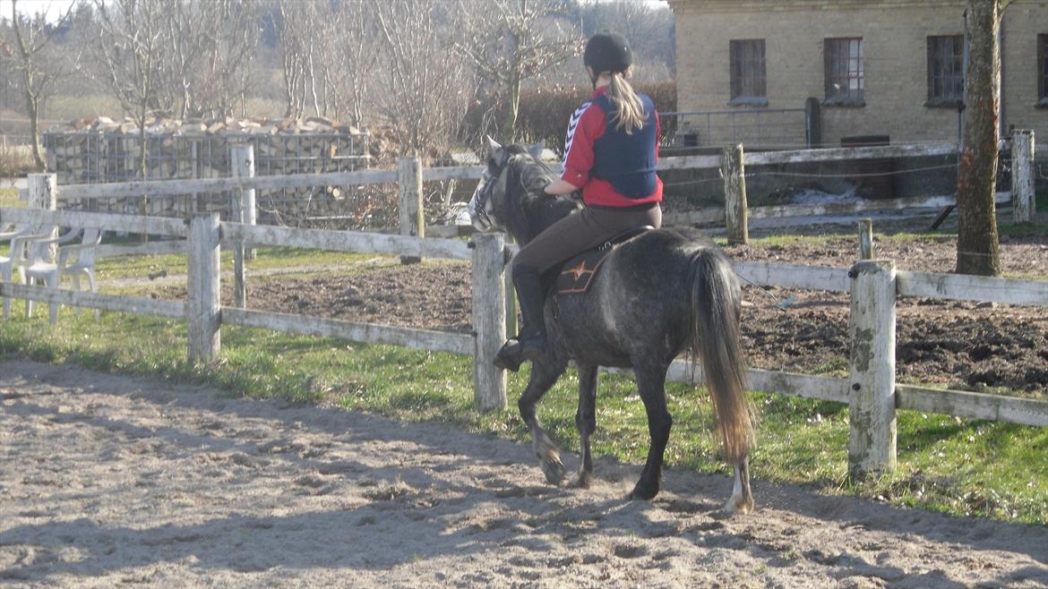 Welsh Mountain (sec A) Teglgårdens Azurra billede 16