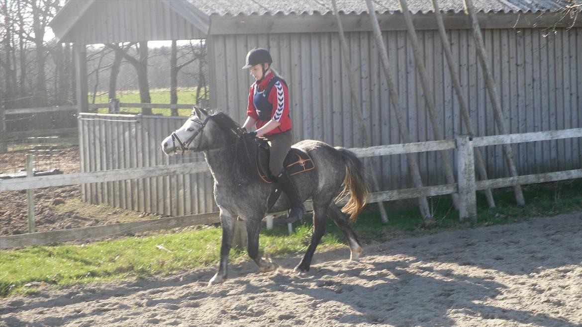 Welsh Mountain (sec A) Teglgårdens Azurra billede 17