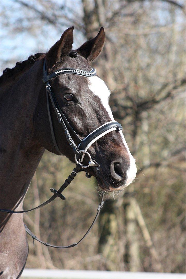 Dansk Varmblod Kastaniegården Charleston billede 10