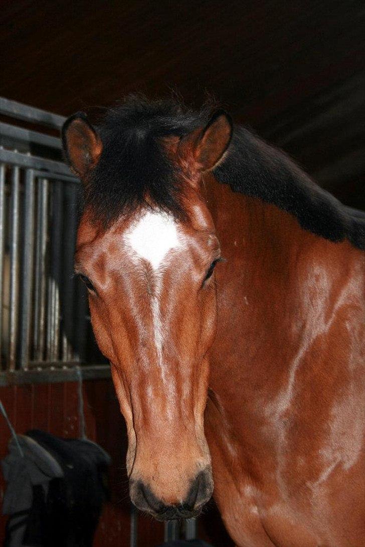 Dansk Varmblod quality gersdorf  billede 14