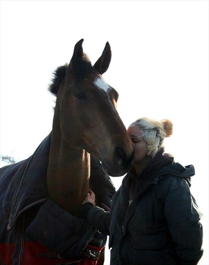 Dansk Varmblod quality gersdorf  - en helt igennem fantastisk hest :-* billede 15