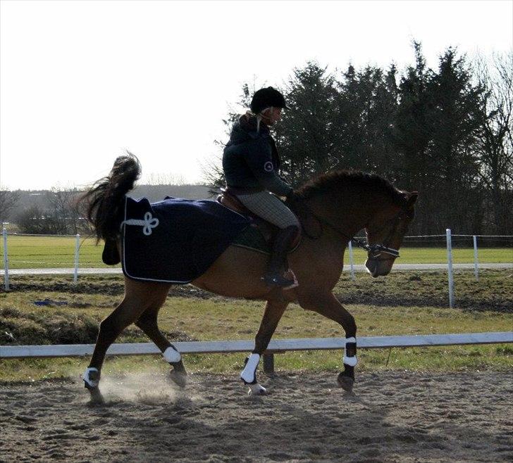 Dansk Varmblod quality gersdorf  billede 16