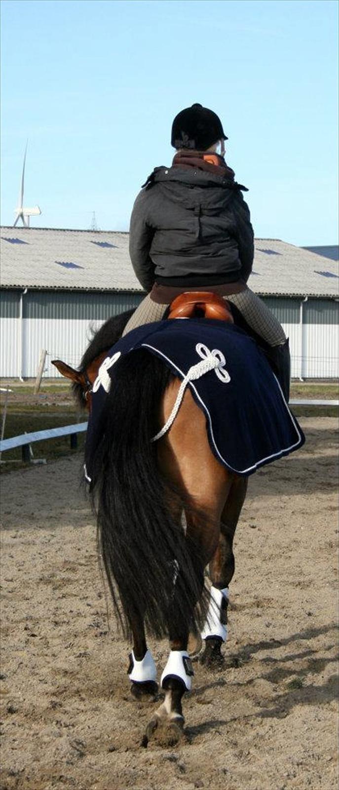 Dansk Varmblod quality gersdorf  billede 17