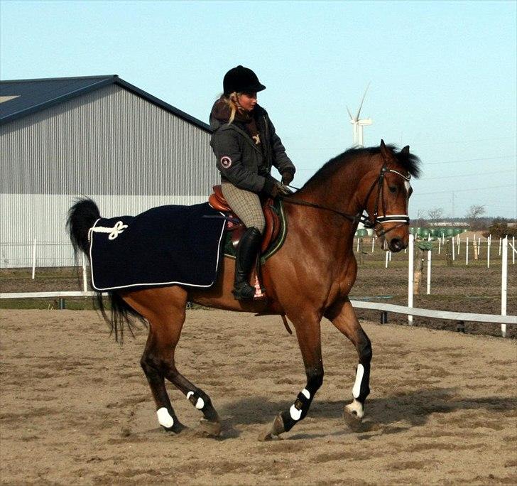 Dansk Varmblod quality gersdorf  billede 18