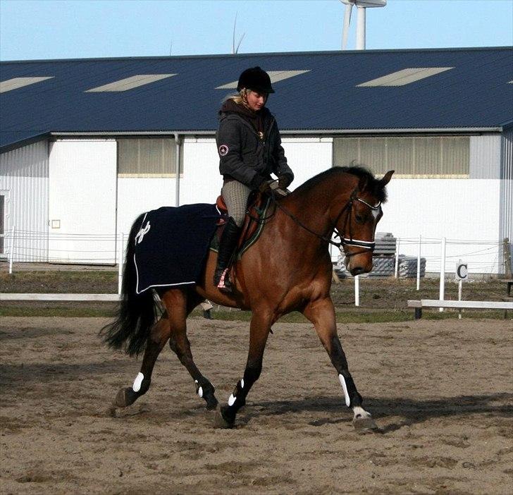 Dansk Varmblod quality gersdorf  billede 19