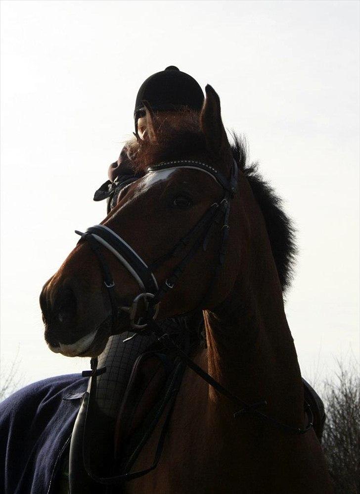 Dansk Varmblod quality gersdorf  billede 20