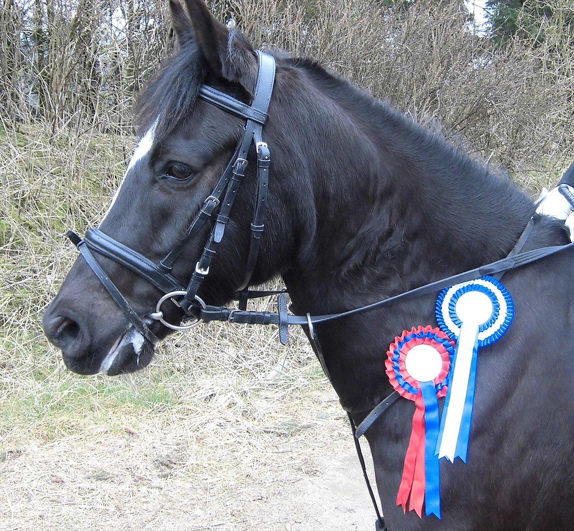 Anden særlig race Jimmy - Springstævne i Hjørring marts 2012.
U-Ld fejlfrit og 2. plads i Lc med rytteren Trine Rafn. billede 1